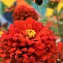 53-Red-Zinnia-Bee