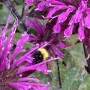 54-Bee-Balm-Bumblebee