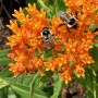 55-Butterfly-Milkweed-Bees