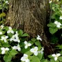 58-White-Trilliums