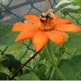 59-Bee-on-Mexican-Sun-Flower