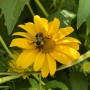 6-Mexican-Sunflower-Bumblebee