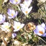 60-Crocus-with-Walnut-Shell