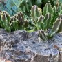 66-Giant-Toad-Plant-Stapelia-gigantea