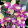 67-Rainbow-Ground-Orchid-Spathoglottiis