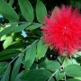 68-Red-Powderpuff-Calliandra-haematocephala