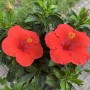 7-Red-Hibiscus