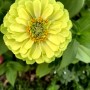 72-Zinnia