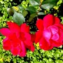 75-Double-Knockout-Roses