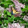 77-Miss-Kim-Lilac-Swallowtail