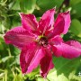 78-Viva-Polonia-Clematis