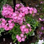 81-Phlox-Impatients-Balloon-flower-Fern