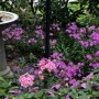 82-Phlox-Impatients-Birdbath