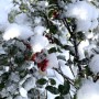 89-Holly-under-Snow