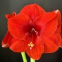 9-Amaryllis