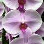 90-Moth-Orchid