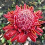 91-Torch-Ginger-Singapore