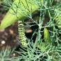 93-Swallowtail-caterpillar-on-dill