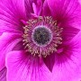 97-Pink-Poppy