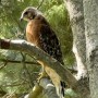 98-Red-shouldered-Hawk