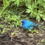 1-Blue-Bunting-scaled