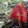 10-Tiny-Red-Mushroom-scaled