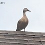 11-Duck-on-Roof