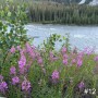 12-Fireweed-River