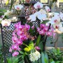 16-Many-Orchids