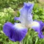22-Irises-scaled