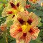 24-Nasturtiums-scaled