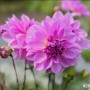 25-Pink-Dahlias
