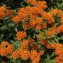 26-Butterflyweed-scaled