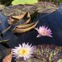 29-Water-lily-scaled