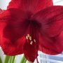 31-Amaryllis-scaled