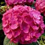 35-Hydrangea-1-scaled