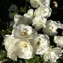 37-China-Rose-1