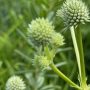 4-Rattlesnake-Master-scaled