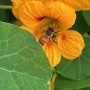 42-Honeybee-Nasturtium-1