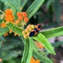 43-Milkweed-Bug-Butterflyweed-1