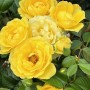 44-S-Africa-Rose-1