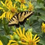 45-Swallowtail-Cup-Plant-1