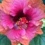 47-Hibiscus-1