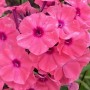 49-Phlox-1