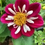 50-Red-White-Dahlia