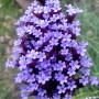 55-Verbena