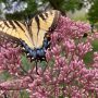 57-Joe-Pye-Swallowtail-scaled