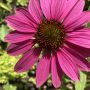 58-Maroon-Zinnia-scaled