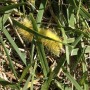65-Yellow-Caterpillar