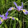 8-Blue-Flag-Iris